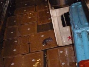 ネズミ駆除（大阪市中央区）厨房ネズミ捕獲
