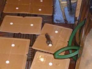 ネズミ駆除（大阪市中央区）厨房ネズミ捕獲
