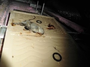 ネズミ捕獲3