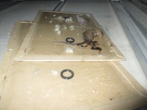 ネズミ一匹トラップ捕獲