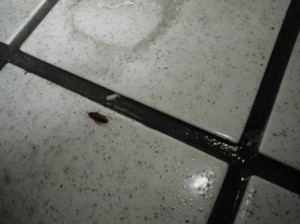 床にチャバネゴキブリ出現