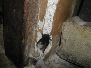 柱にネズミの侵入できる穴発見