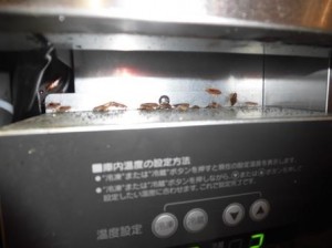 台下冷蔵庫熱源部がチャバネゴキブリの発生源になっていました。
