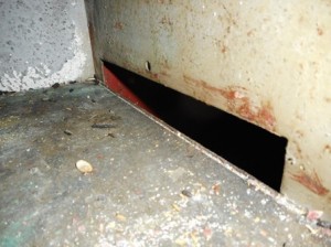 天井部にﾈｽﾞﾐの侵入口と思われる穴