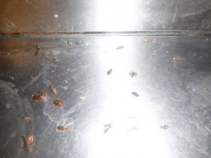 洗浄場多数のｸﾛｺﾞｷﾌﾞﾘ幼虫の生息を確認