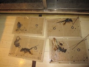 収納庫の内部にて粘着トラップに捕獲されたクマネズミの幼獣たち