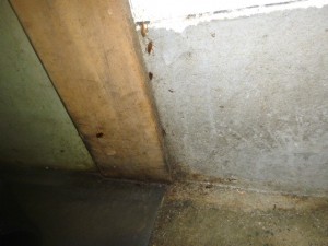 厨房から出入口付近マット下・排水溝にてチャバネゴキブリ生息