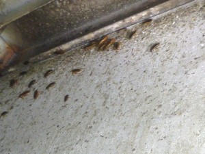 炊飯釜横の台下部にて大量のチャバネゴキブリの生息が認められました。