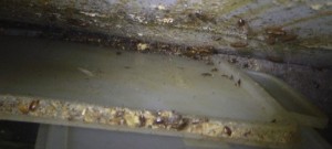 厨房冷蔵庫裏にてチャバネゴキブリの生息を確認2